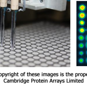 GeSiM Nano-Plotter - Fluorescent staining of a DAPA protein array