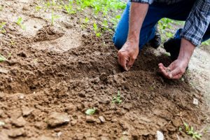 planting, agriculture, soil, samples