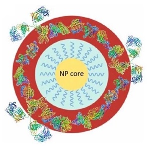 Proposed complex core–shell model used for the analysis of the particle diameter by Differential Centrifugal Sedimentation