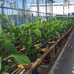 Cranfield University Plant Growth Facilities